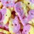 Raspberry Lemon Sour Foam Skulls (Swedish Candy)